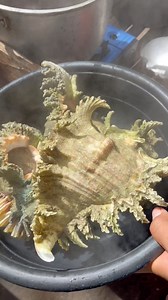 7.2M views · 32K reactions | Ramosos Shell | Kagana | Facebook