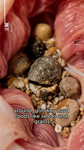Why Do Birds Swallow Rocks?