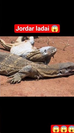 dangerous monitor Lizard fight