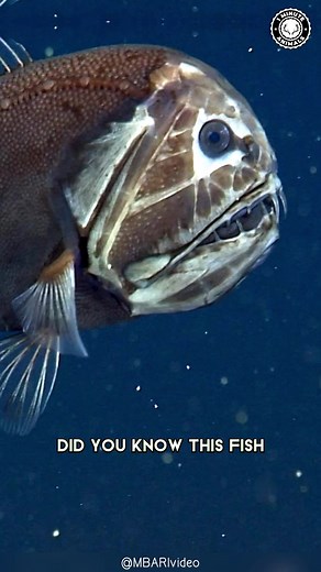 Fangtooth 🐟 The Dark Secret of Ocean Depths! #fangtooth #fish #deepsea #deepseacreatures #deepsea #bizarrecreatures #bizarreanimals #oceanlife #oceancreatures #seacreatures | 1 Minute Animals