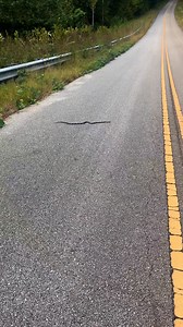 Grey Ratsnake today #snake #fypシ゚viralシfypシ゚ | Brian Blazer