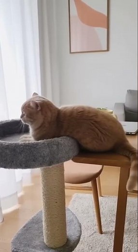 아무일도 없었다냥... #애견영상 #웃긴동물 #shortvideo #shorts