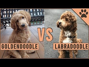 Goldendoodle vs Labradoodle - Which Breed Is Best?