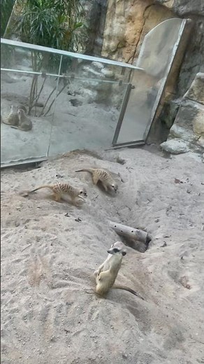 【台北動物園】ミーアキャット/Meerkat/狐獴 #台北動物園#Taipei Zoo#台北観光