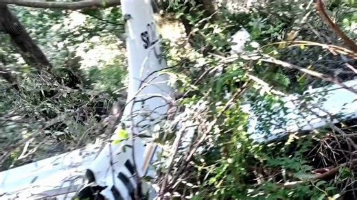 California family survives small plane crash after deploying plane parachute