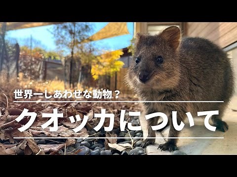 This is what quokkas are like! Why they're called the happiest animals in the world | Saitama Chi...