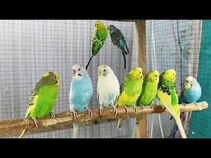 10 Hours of Budgies Singing, Playing & Talking | Relaxing Parakeet Sounds
