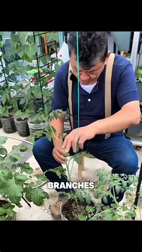 Why People Are Growing Tomatoes Upside Down 🍅😲 #shorts