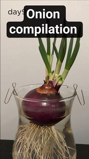 Onions time lapses, growing greens at home with only water, edible greens!