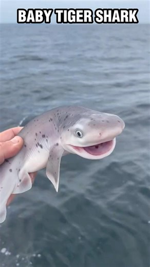 Before and After Animals Transformation!