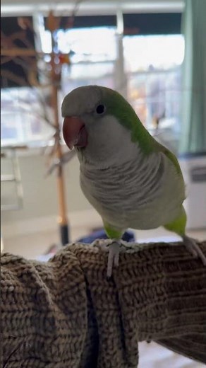 Parrot Sings Happy Birthday In Perfect English 🤩 #quakerparrot #parrot #birds #parrotspeak