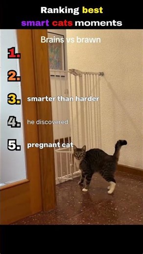 Ranking best smart cats moments!