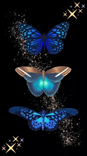 Mesmerizing Butterfly Images in Vibrant Colors