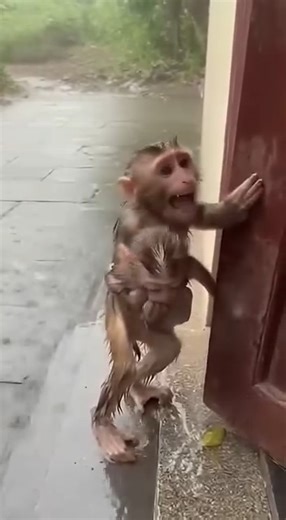 The monkey screams for help. | Sok Kimleng