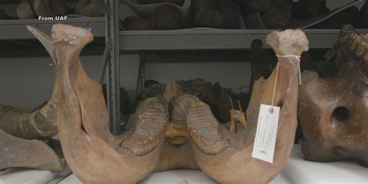 Dating Alaska's Mammoths