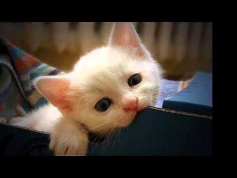 【癒し】かわいい子猫の動画・癒しの子猫がいっぱい！