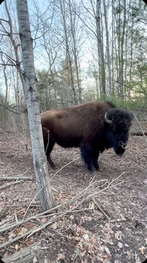 Benny is a fully intact bull bison , that is just turning three years old . 🦬💪 Yet he’s an extremely gentle soul. 🦬😊 | Rustic Retreat Deer Park