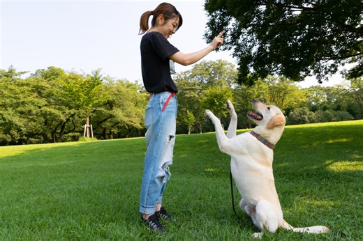 I'm a professional dog trainer - here are my seven tips for an obedient pup