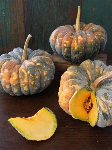 Kogiku Winter Squash Seeds: Japanese Heirloom, Non-gmo - Etsy