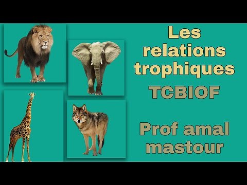 les relations trophiques