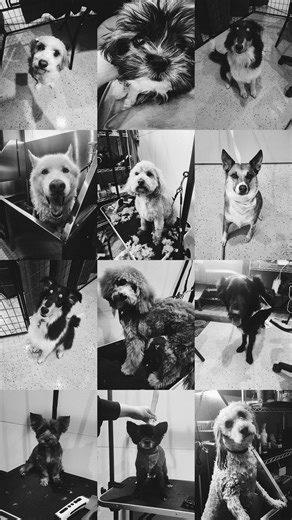 Did you know Lake Powell Gateway RV Resort has a built-in dog groomer on site? We're here to provide your fur babies something a little out of the ordinary on your vacation. #lakepowell #rvlife #lakepowelldoggroomer #southernutah #pageaz