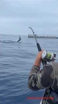 Once in a lifetime Blue Marlin Bite!!! off San Diego coast.