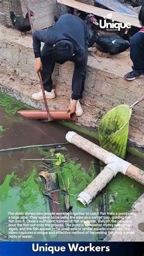 Amazing Fish Catch: Using a Pipe to Harvest a Pond Full of Fish!