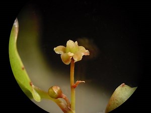 Amborella: The Phylogeny of Flowering Plants