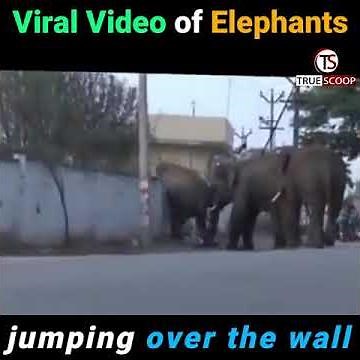 Viral Video of Elephants jumping over the wall