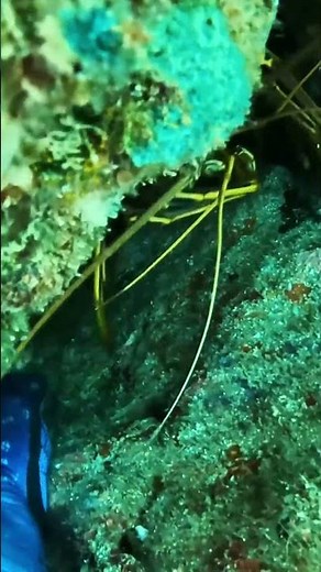 Sea animals | Catching lobsters at the bottom of the ocean!