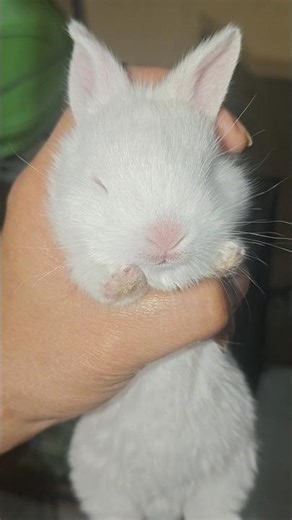 Tiny Paws Big Love 😘🫶🏻🧿♥️#rabbit #shorts #fyp #animals