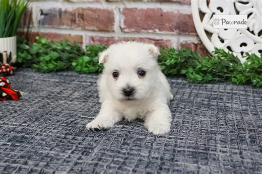 Kaleb - West Highland White Terrier Puppy 35CF0A