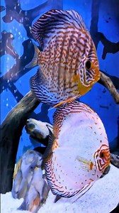 One mistake… and your fish could be dying silently #fishcare #discusfish #aquariumshorts