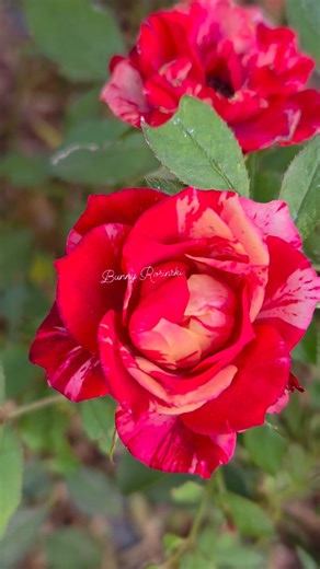 My mini rose still blooming even though it's Fall season here right now in Kelowna Canada. #flowers #roses #nature @highlight | Janice T Rosinski