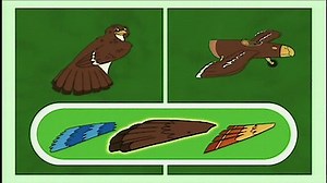 Watch Go, Diego, Go! Season 3 Episode 5 - Jorge the LIttle Hawk Learns to Migrate