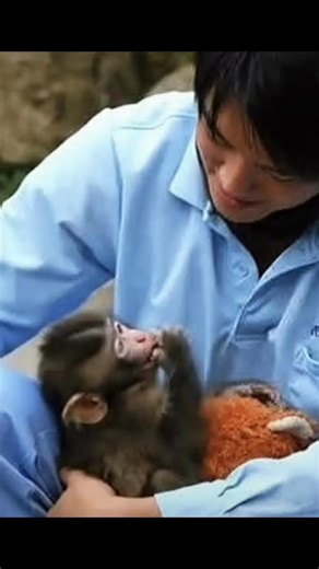 Punch-kun's Heartwarming Reunion with His Zookeeper