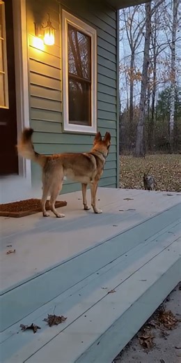Coyote Appeared… The Dog Handled Everything.