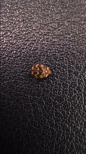 #ヒメマルカツオブシムシ#家庭内害虫