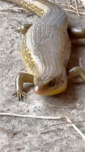 The Common Sun Skink Up Close!