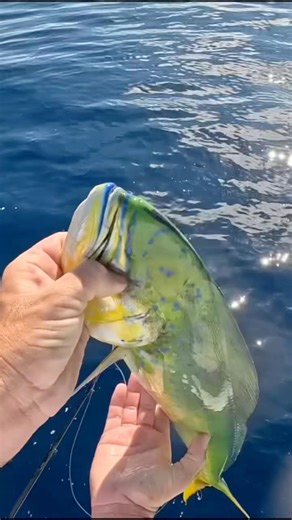 Catching DOLPHIN FISH (Mahi) in Deep Water 🟩🟨 #fishingtrip #fishingvideo #shortsfeed