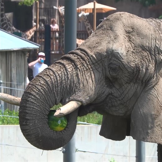 Milwaukee County Zoo on Reels | Facebook