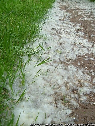 Poplar Fluff is Highly Flammable