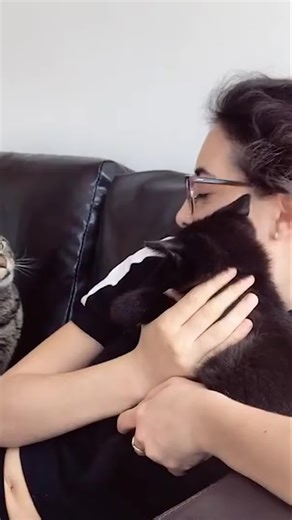 Cat Heartbreak_ Jealous Kitties & Intense Stares! (Aww-some Ending!) #cats #cutecats #foryo #funnytiktok #funnyvideos #usa #funnyanimals #fypシ #cute #funnycat #catlover #funnypetstory #viral #funny