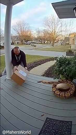 Porch Thieves Attacked By Exotic Animals #youtubeshorts #ytshorts #comedy