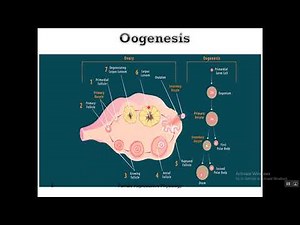 Physiology of Female Reproductive System