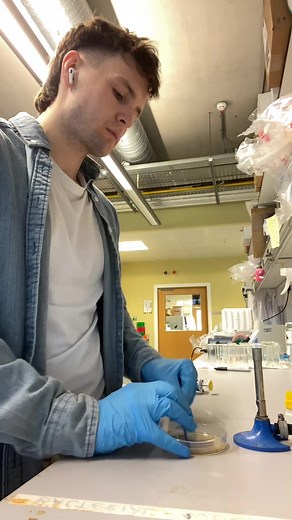 Understanding Streaking Techniques in Microbiology