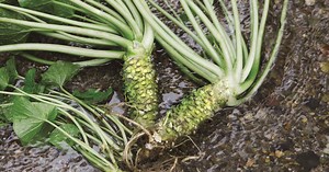 Could spicy wasabi boost your brain power?