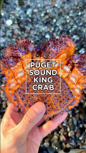👑PUGET SOUND KING CRAB👑 the rarest and most stunning sea creature in British Columbia🤩 #crab