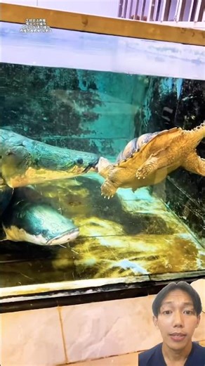 Feed the monster arapaima with an alligator snapping turtle 😱‼️