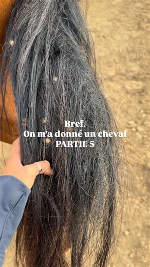 Bref, on m’a donné un cheval🦄 (Partie 5) Lui, c’est Occo. Il a 11 ans et il vient d’Espagne. Sa bipède s’est occupé de lui pendant un an mais malheureusement elle n’a jamais réussi à l’attraper❌ Malgré des très bonnes conditions de vie, l’envie de bien faire et l’encadrement, elle n’a jamais pu lui mettre le licol, l’attraper, le brosser, le travailler etc… Dépasser par tout ça, et épuisée, elle décide de le mettre à la vente. Je tombe sur l’annonce, propose un dépôt vente, et PAF la dame me pr